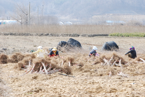 밭에서 묘목 손질작업을 하는 모습 